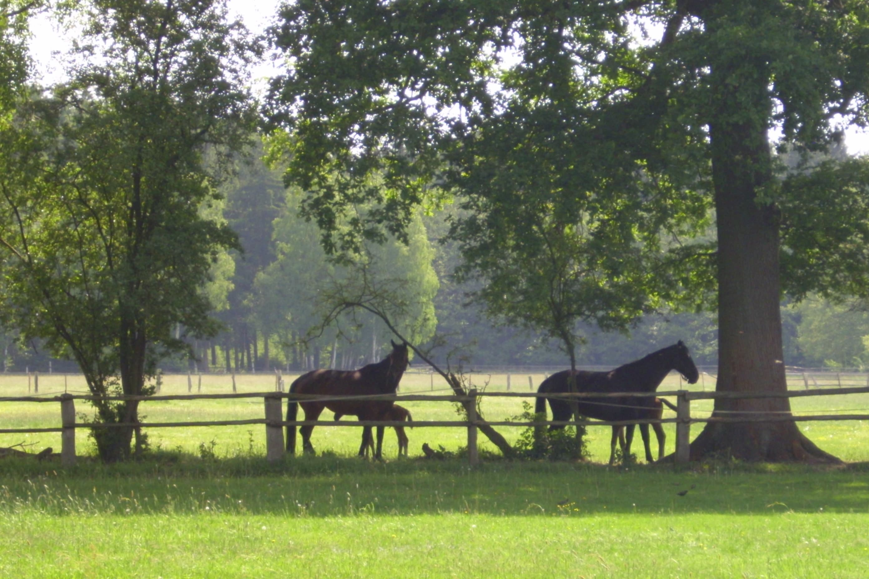 Tymnenhof Reitsportzentrum Südheide