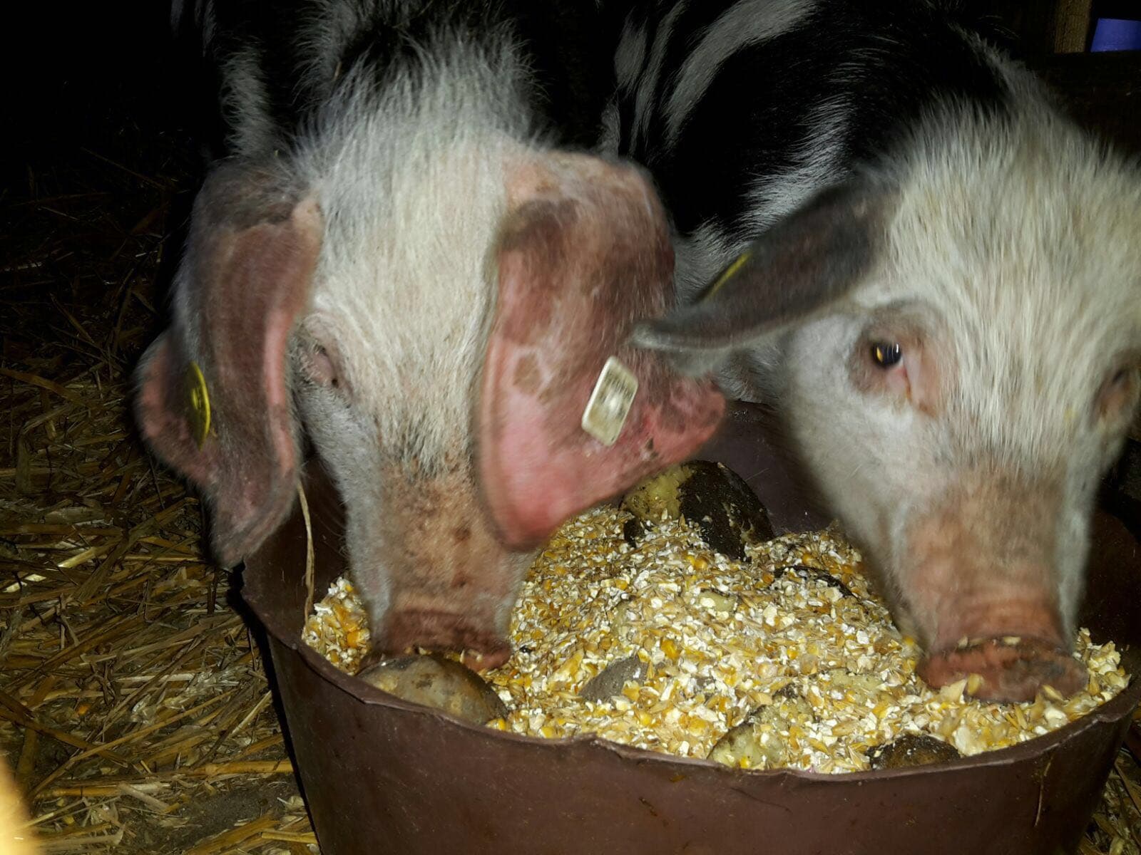 Tymnenhof Reitsportzentrum Südheide