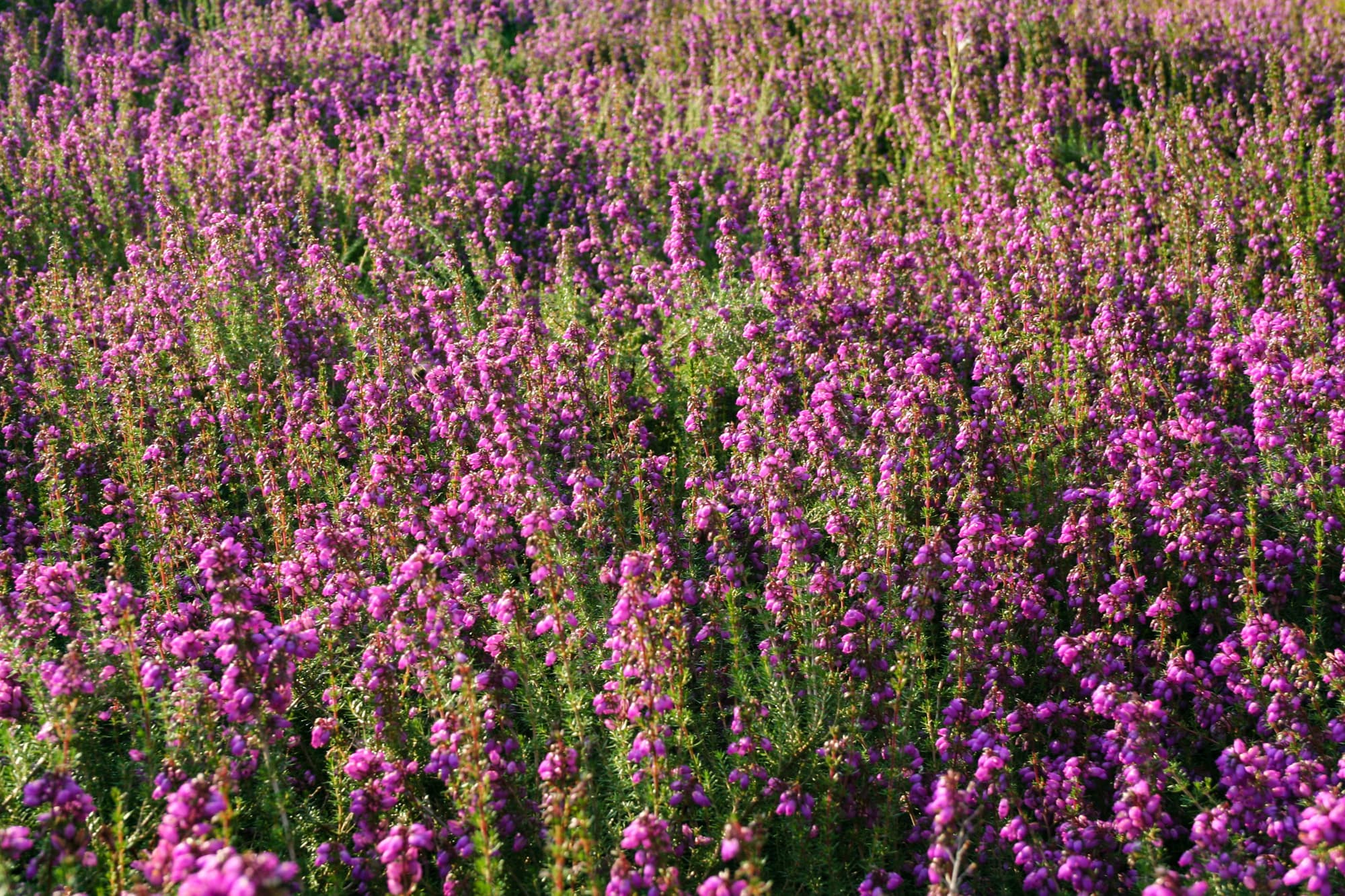 Heidekraut des Ferienhaus Schneverdingen