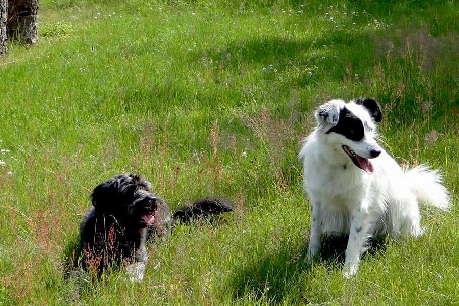 Ferienhaus Lüneburger Heide 2 Schlafzimmer
