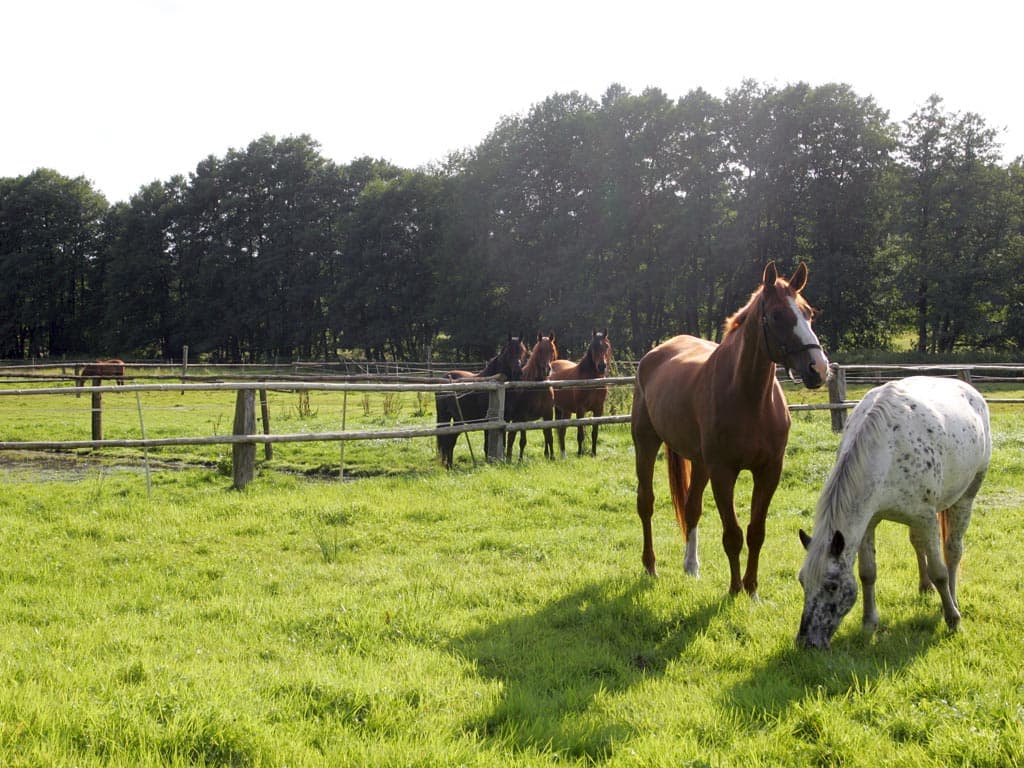 Pferdeweide des Hof Heitmann in Sahrendorf