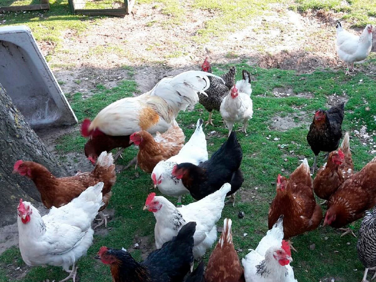 Federvieh der Fewo Helmsstraße in Ebstorf