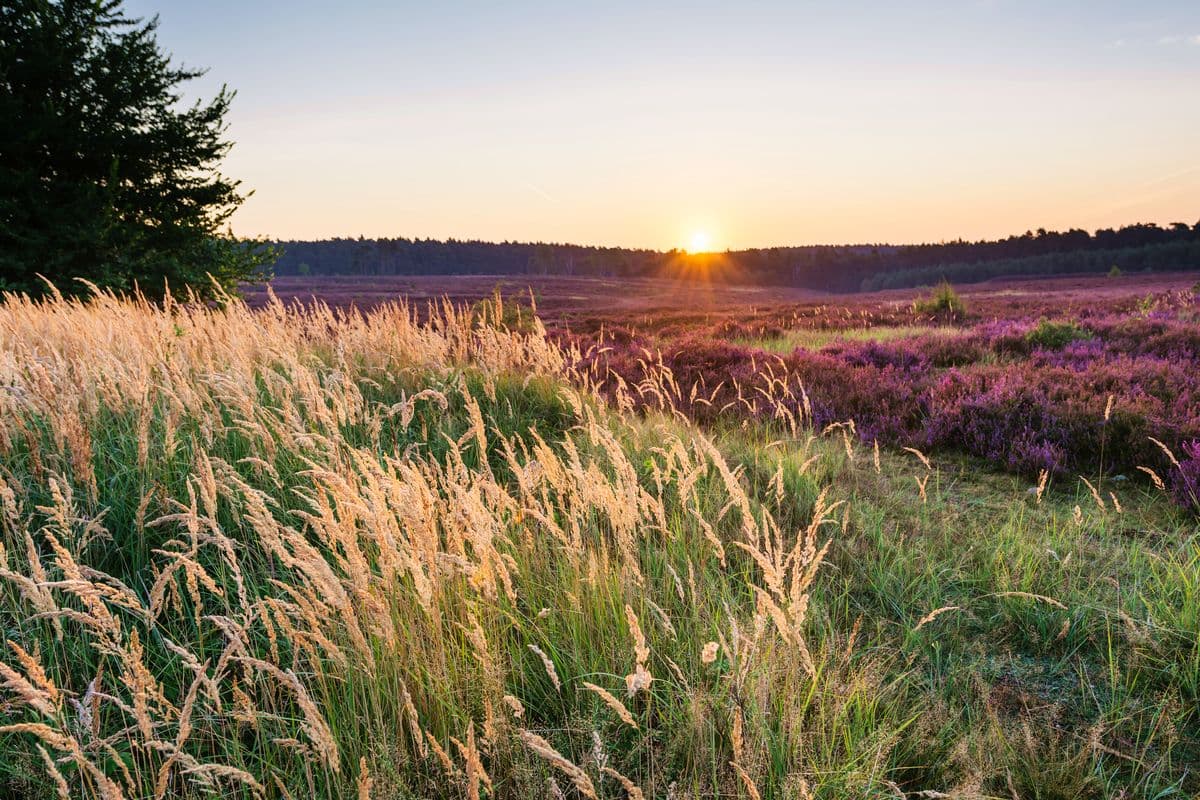 Sonnenuntergang am Eicksberg, Misselhorner Heide, Hermannsburg, Naturpark Südheide