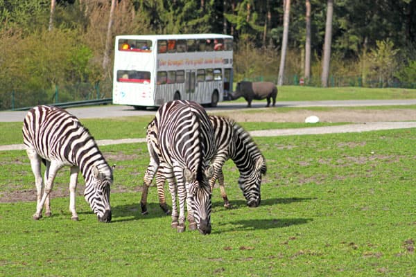 serengeti,park,hodenhagen