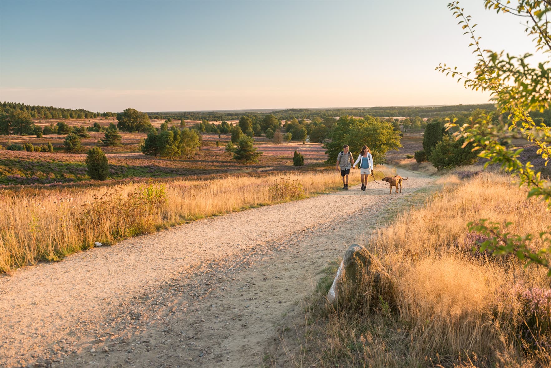Heidschnuckenweg in Richtung Wilseder Berg