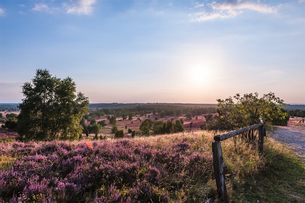 Wilseder Berg im Naturschutzgebiet