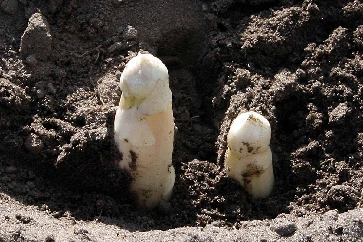 Spargel aus der Lüneburger Heide