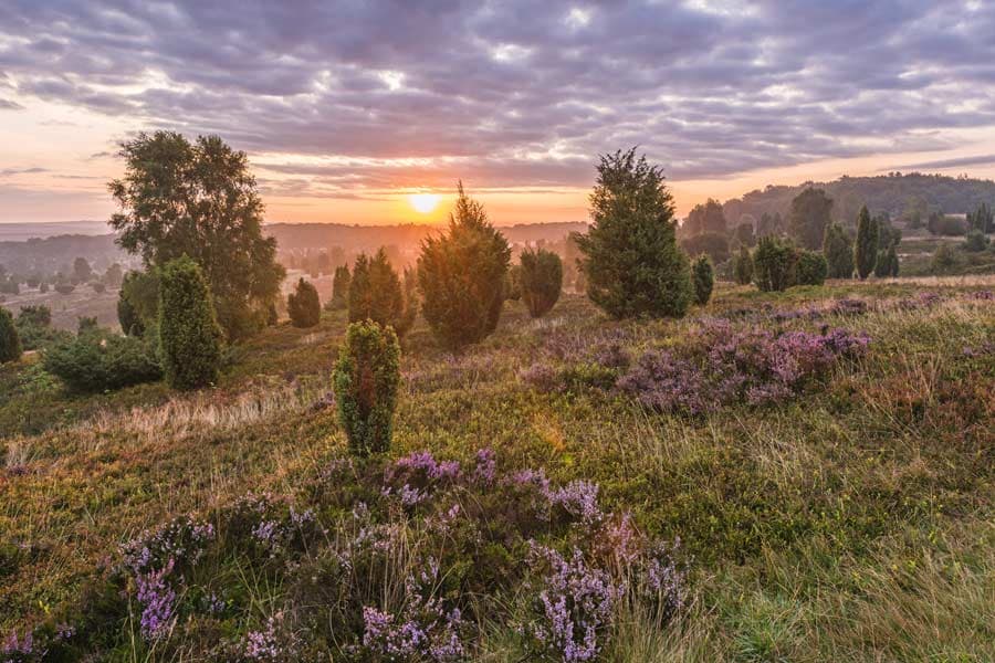 Wilseder Berg Sehenswürdigkeiten Lüneburger Heide