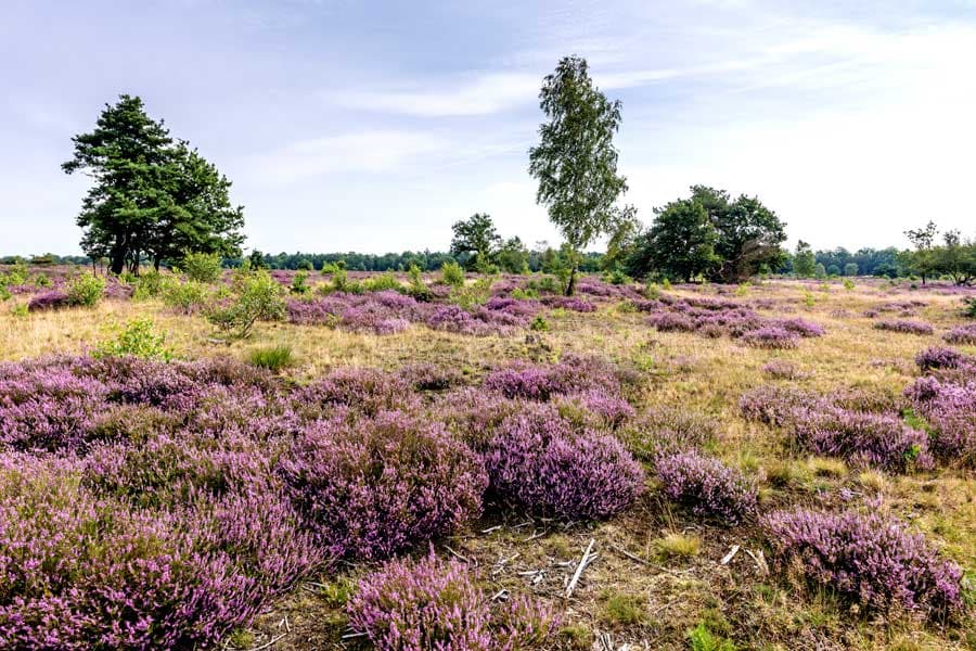 Osterheide Sehenswürdigkeiten Lüneburger Heide