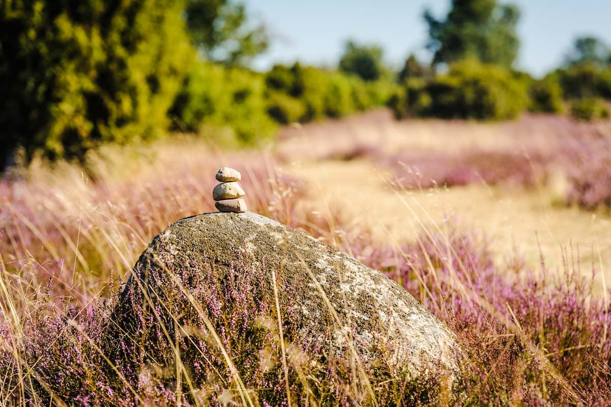Lueneburger Heide Heideblüte im August und September