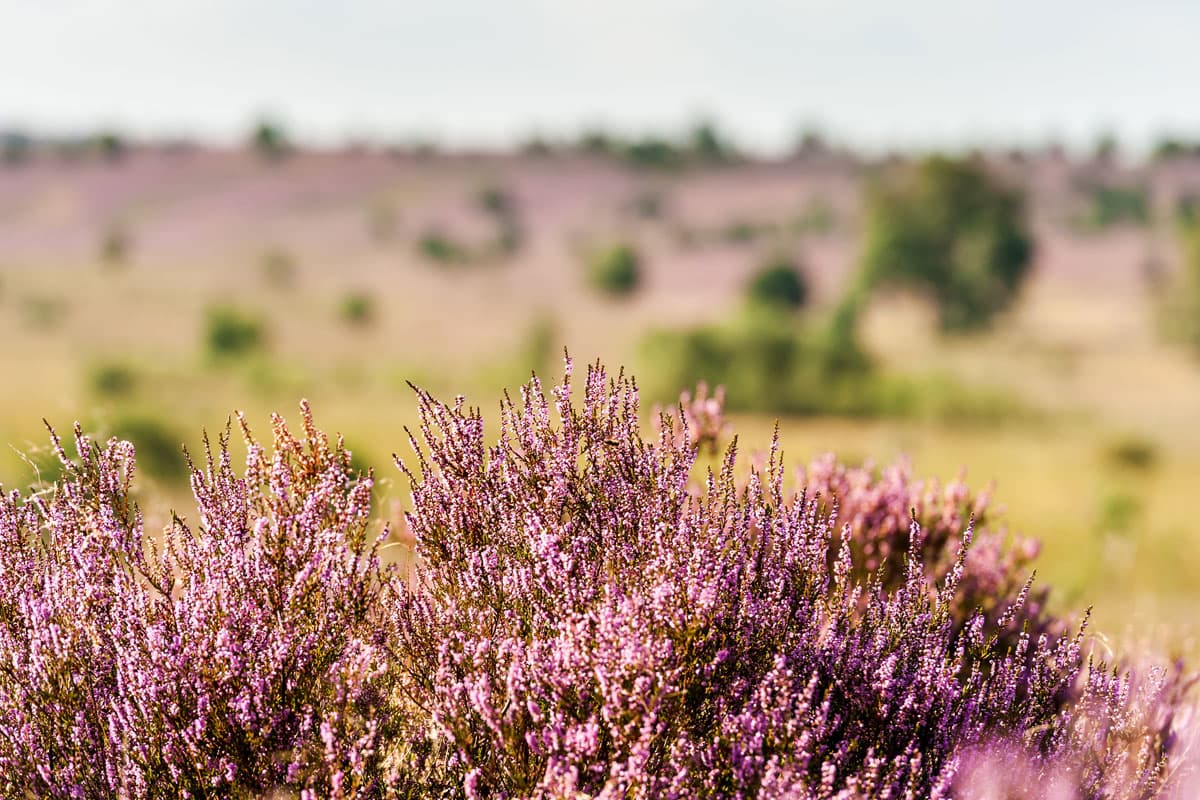 Lueneburger Heide während der Heideblüte