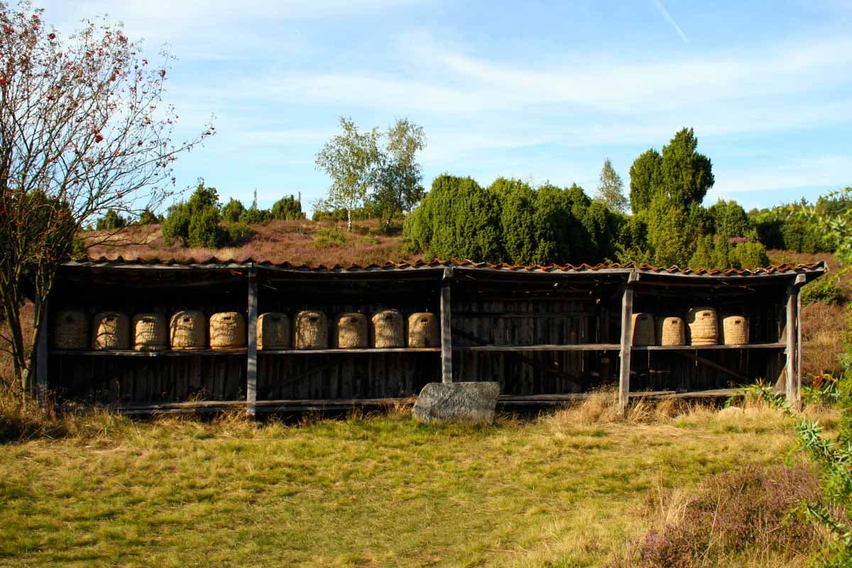 die Bienen produzieren den leckeren Heide Honig
