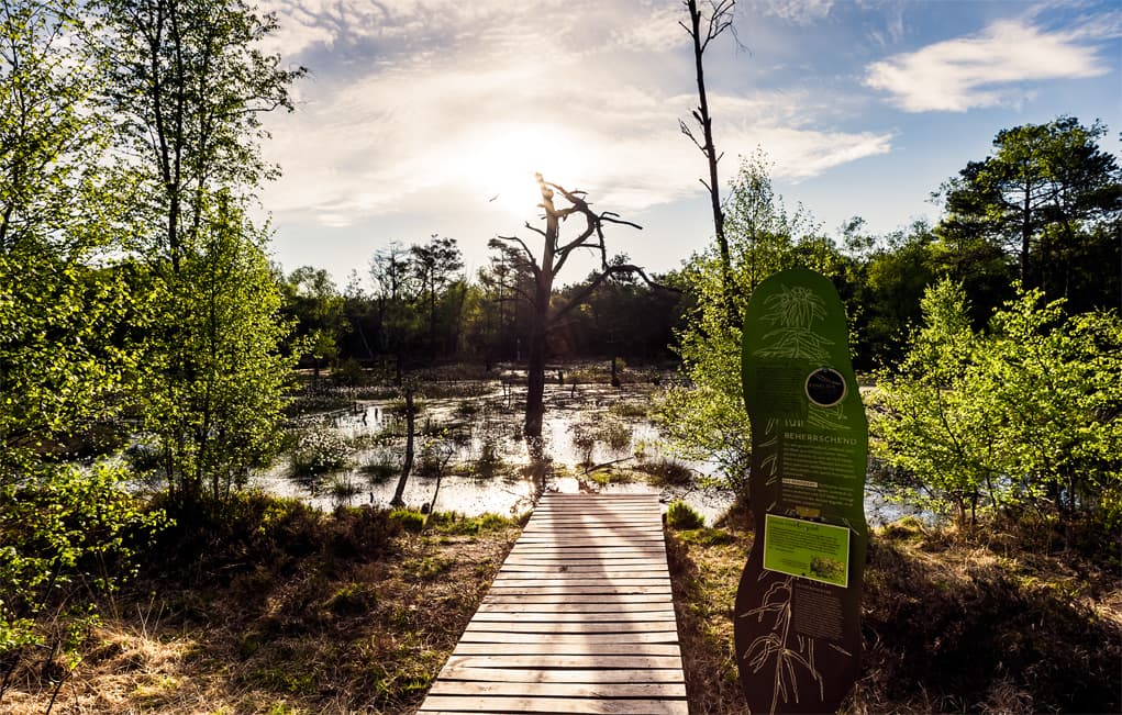 Pietzmoor Bohlenstieg