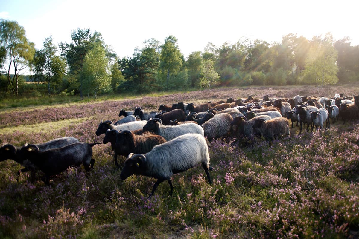 Die Heidschnucken in der Lüneburger Heide fressen die Heide