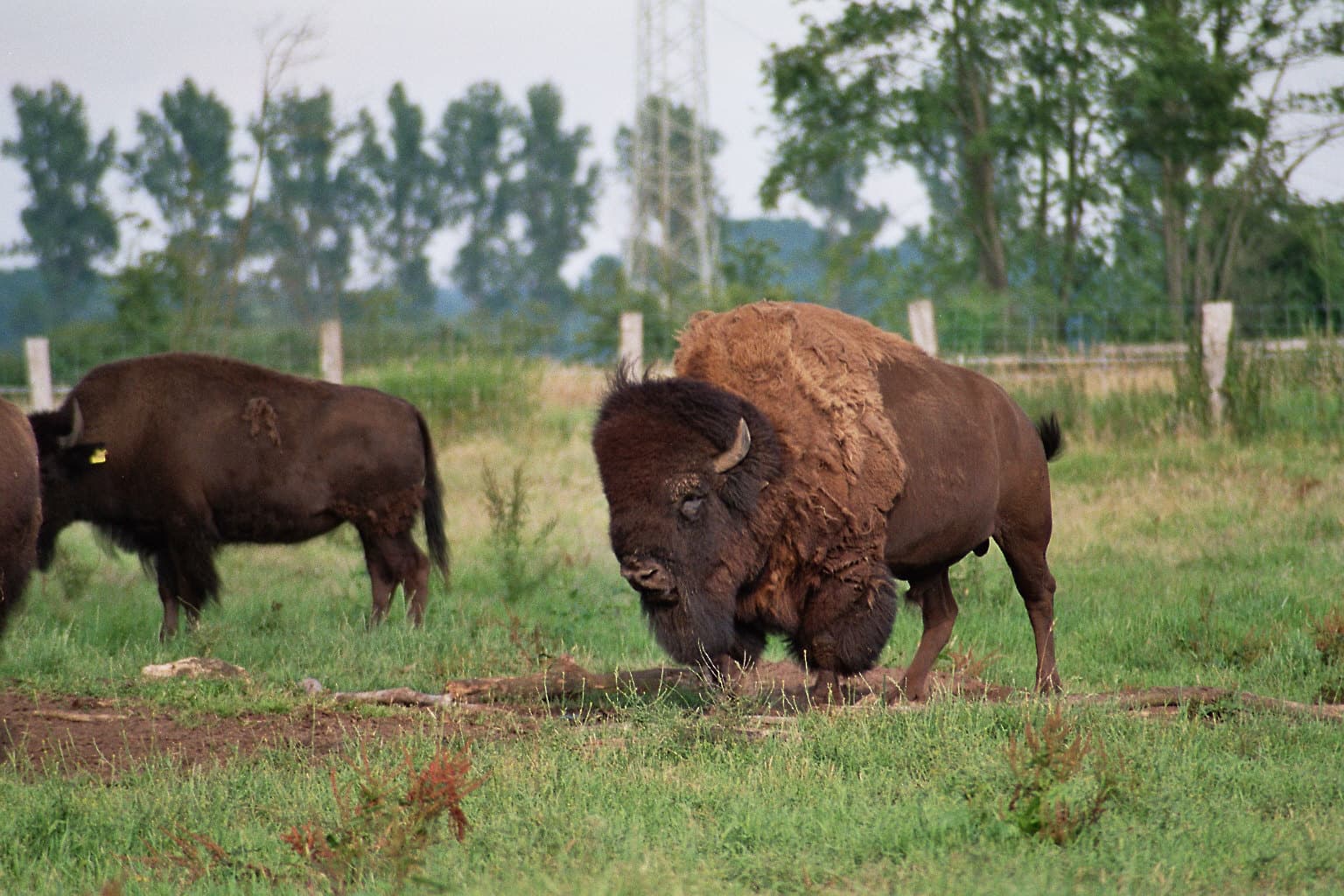 es gibt eine Bison Herde in der Lüneburger Heide