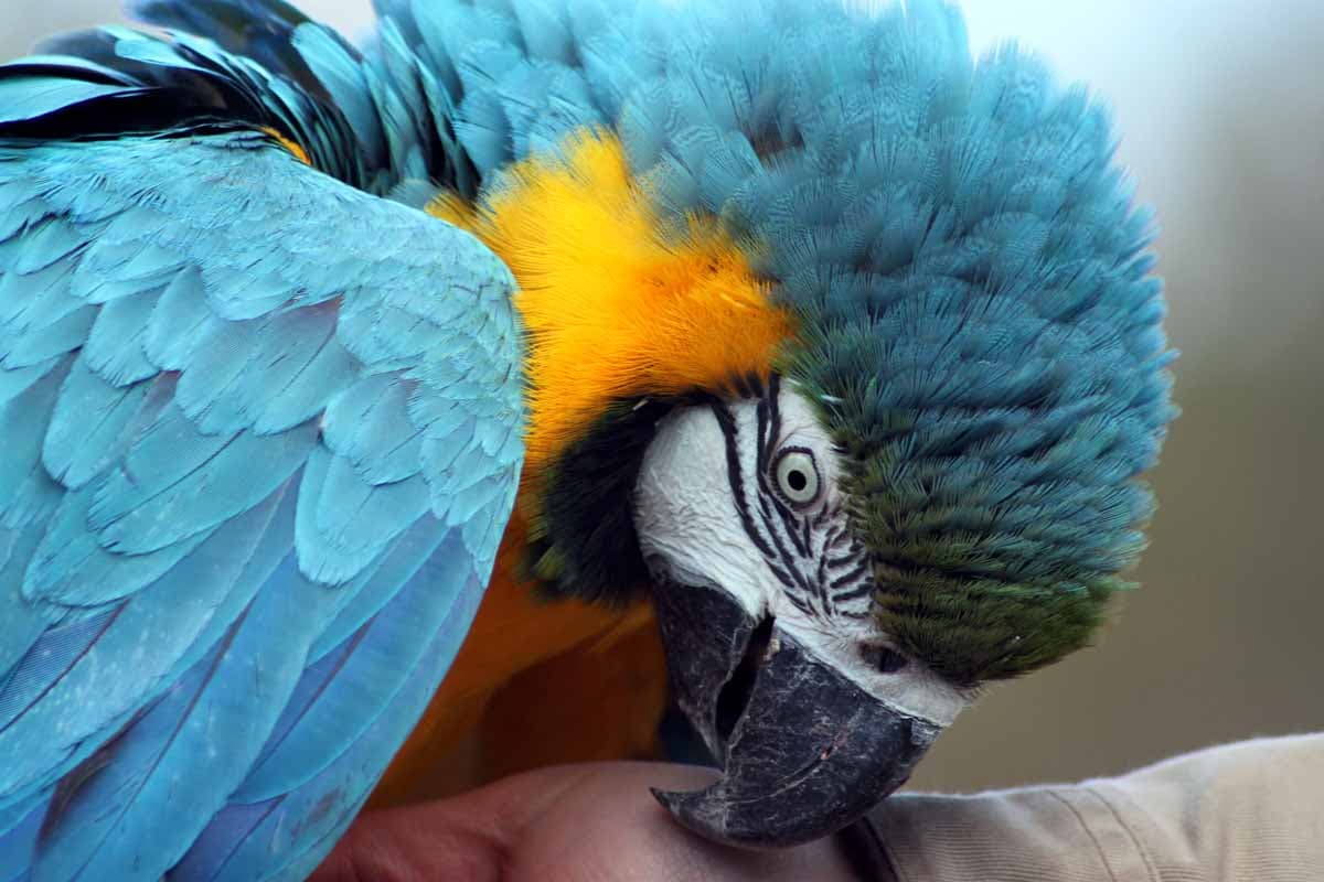 Größter Tierpark für Vögel in Deutschland. Der Vogelpark Walsrode