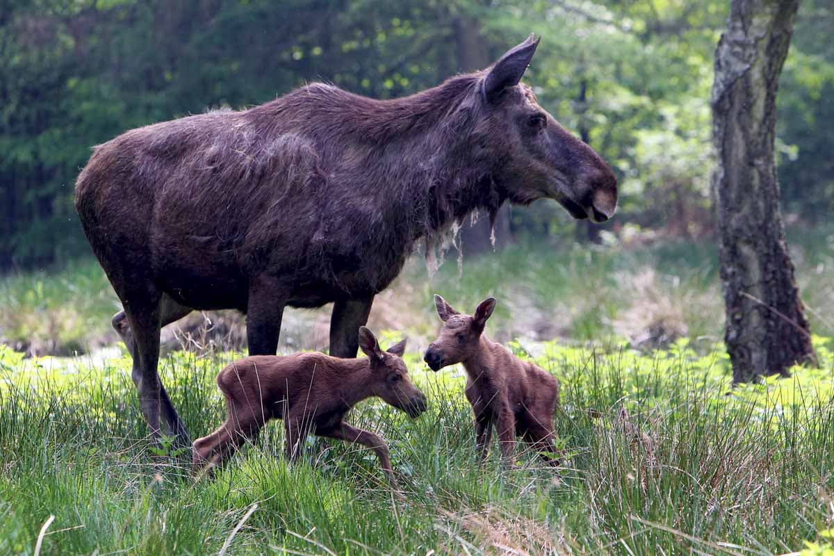 Bekanntester Tierpark in der Lüneburger Heide