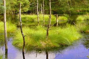 üppige Natur im Pietzmoor Schneverdingen, dem größten Moor der Lüneburger Heide