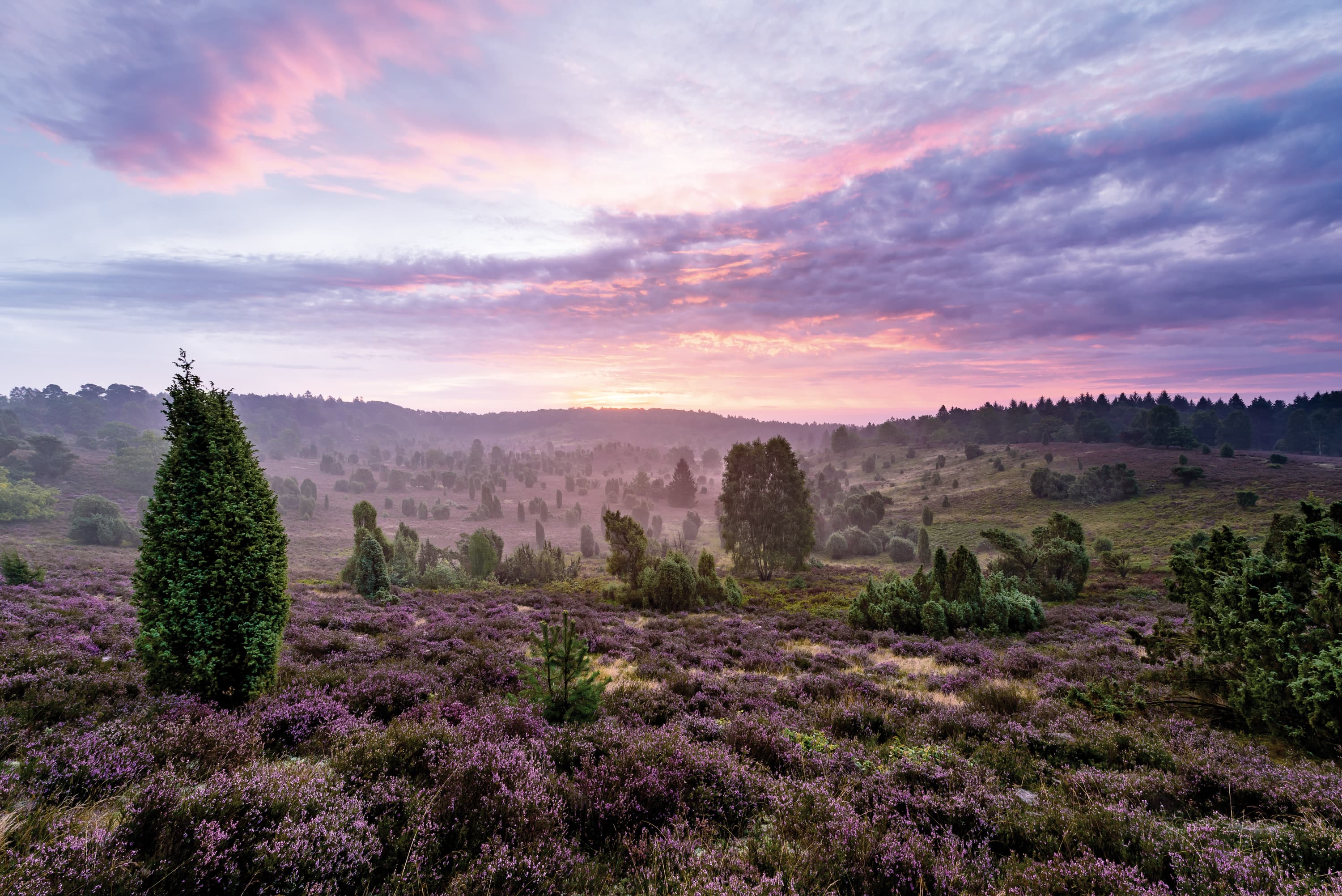 Pressebilder Lüneburger Heide Totengrund