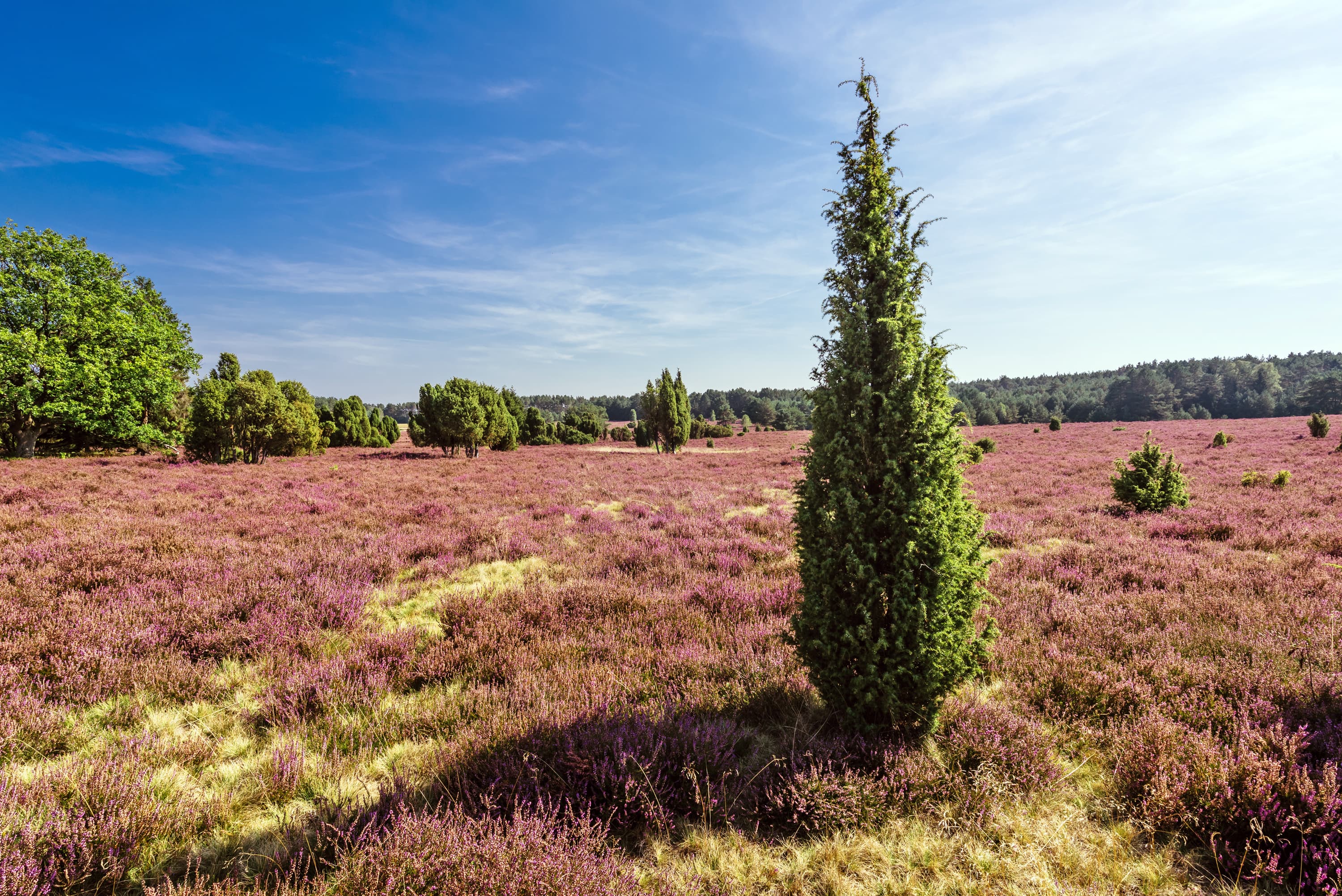 Presse Bilder Lüneburger Heide Wacholder Heide Hausselberg