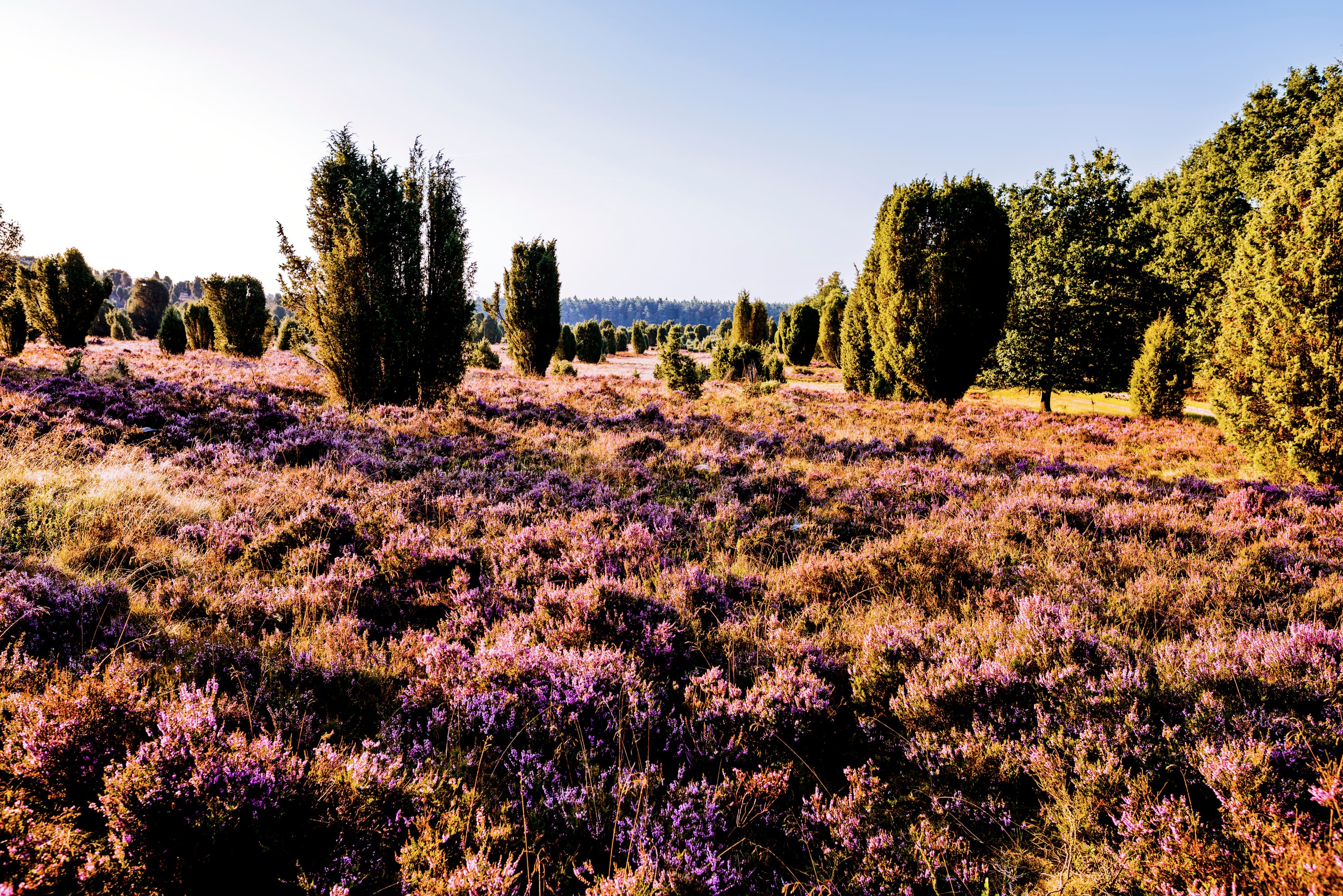 Pressebilder Lüneburger Heide Heide Steingrund