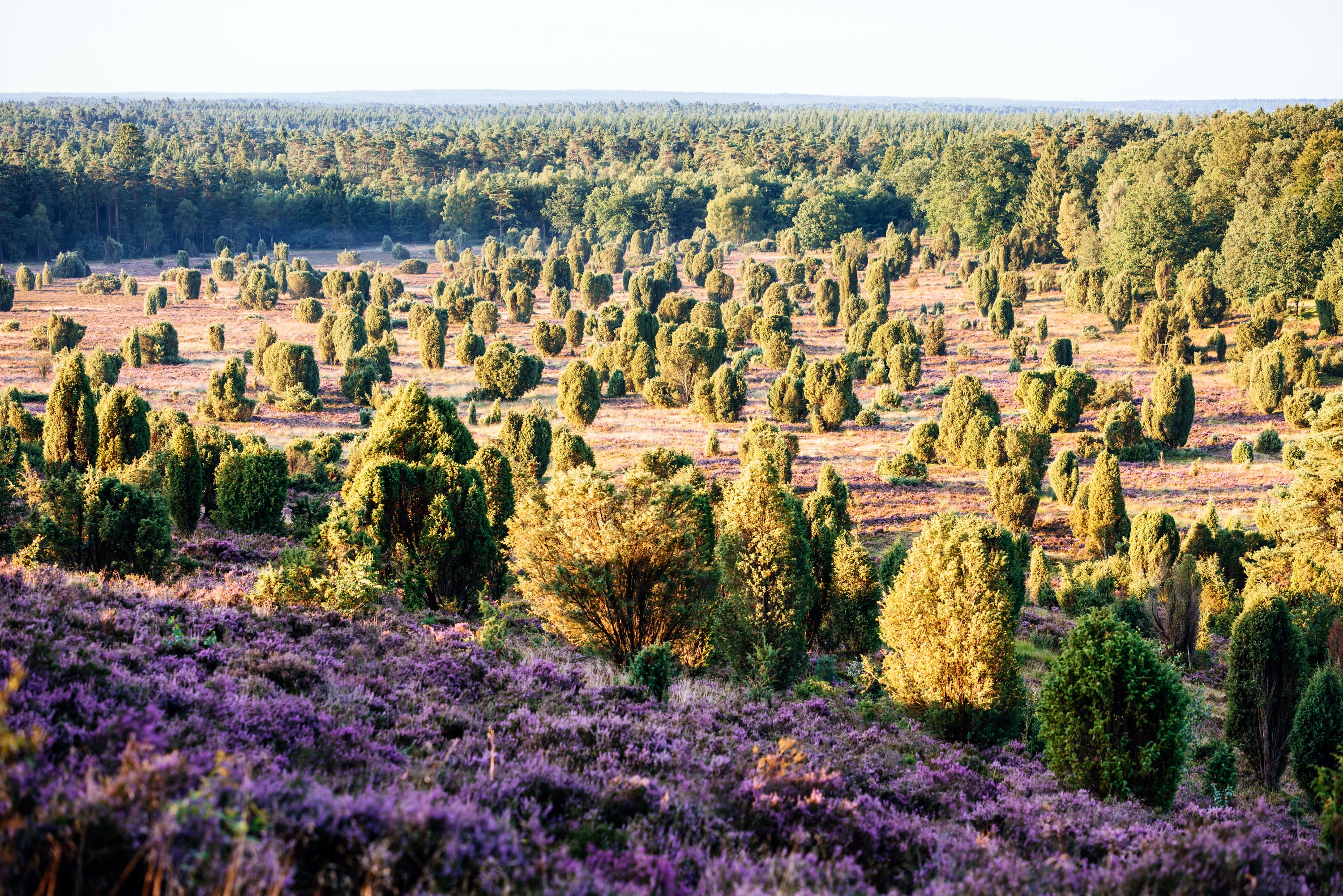 Presse Bilder Lüneburger Heide Steingrund