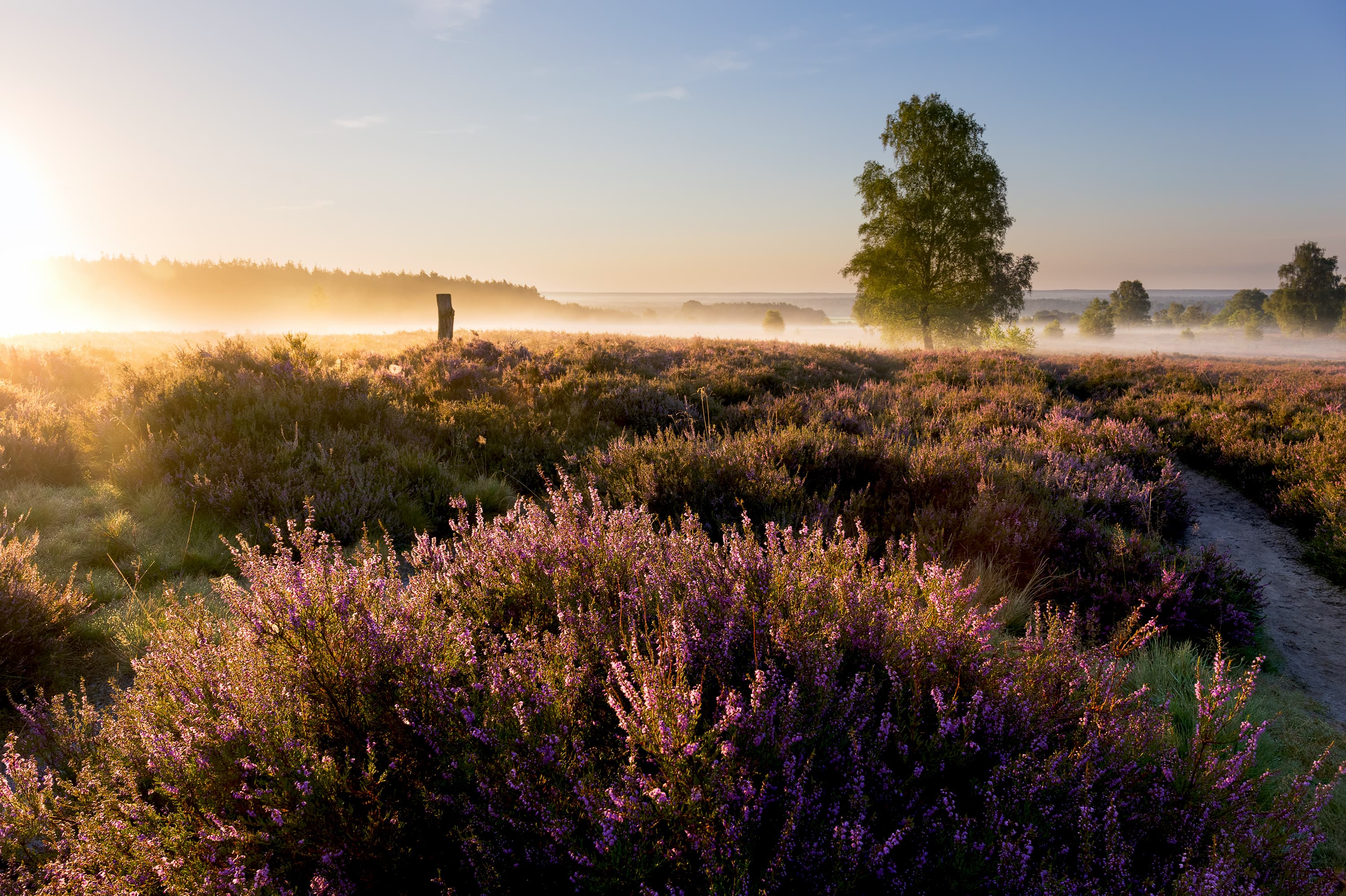 Lüneburger Heide Presse Bilder Archiv Wietzer Berg Sonnenaufgang