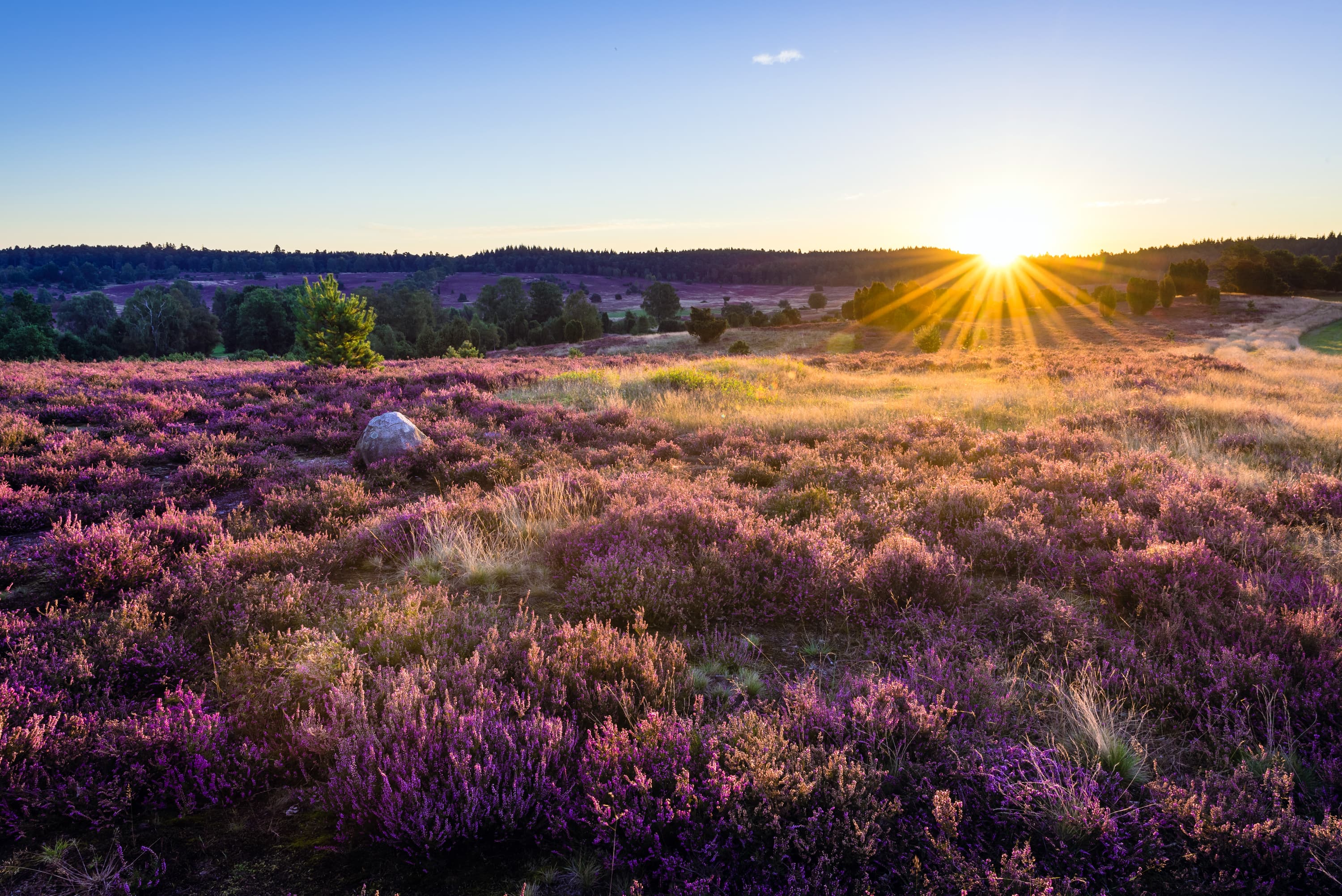 Pressebilder Lüneburger Heide Bilder Turmberg Heide
