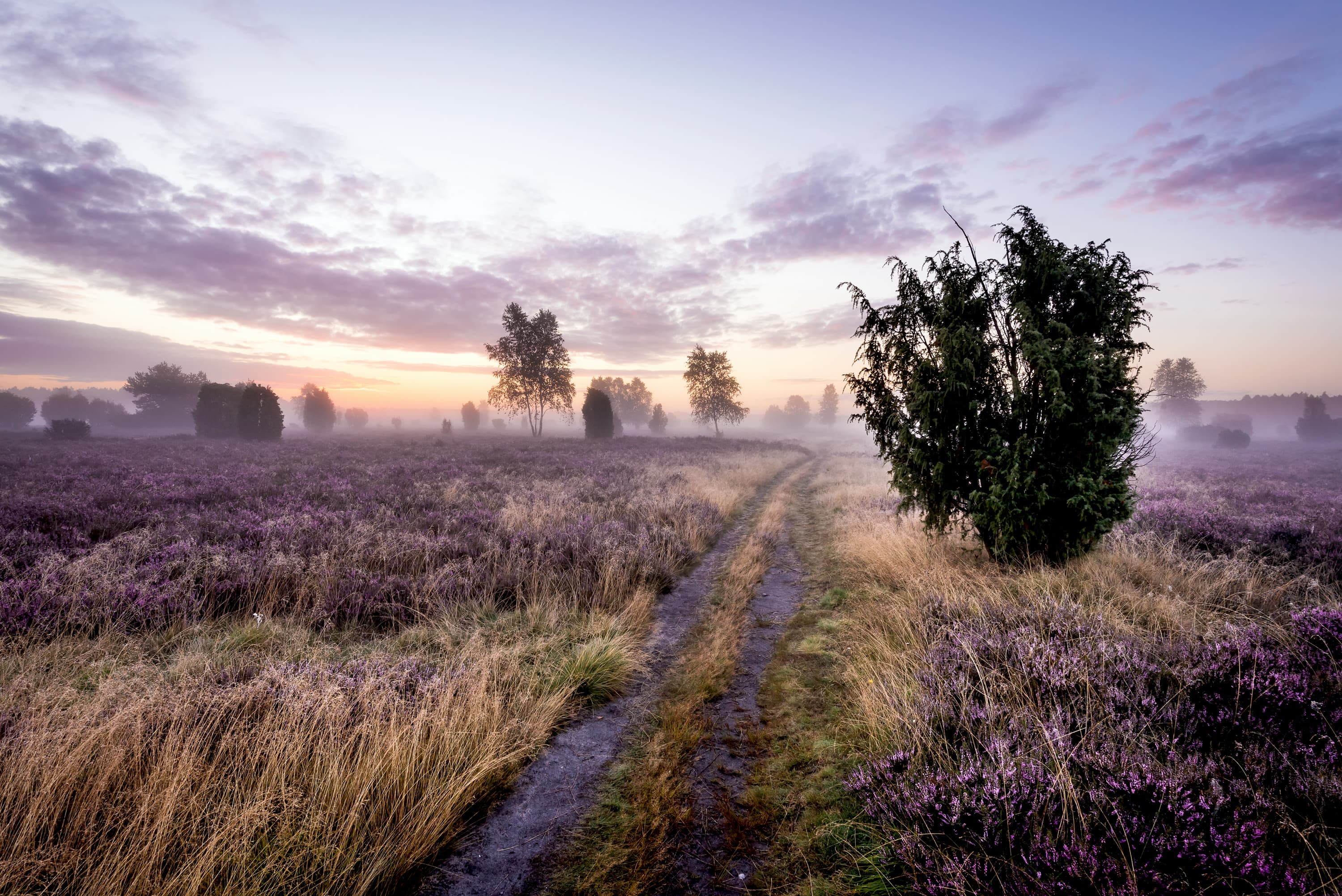 Lüneburger Heide Wacholder Heide Schmarbeck Fotolocation