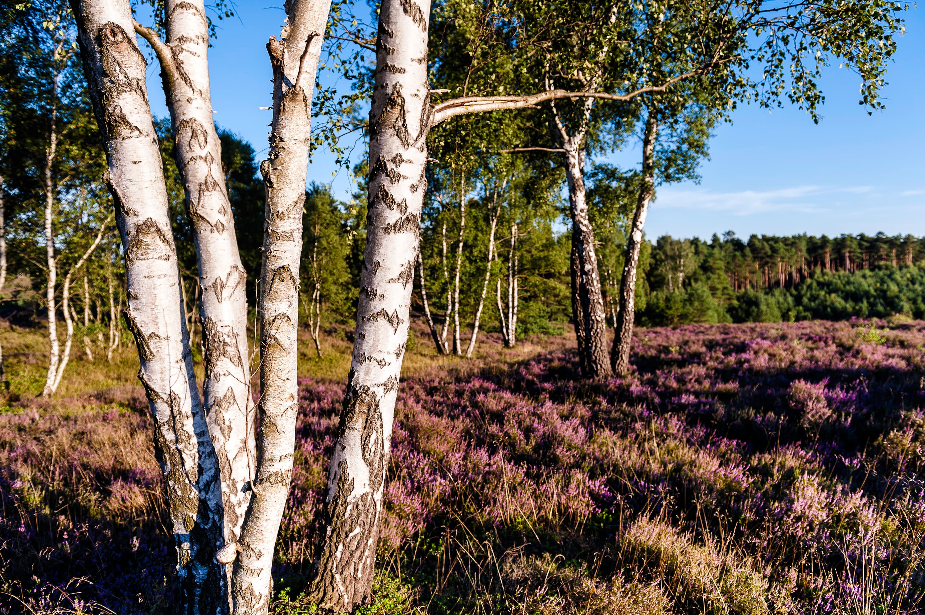 Presse Bilder Lüneburger Heide Misselhorner Heide Birken