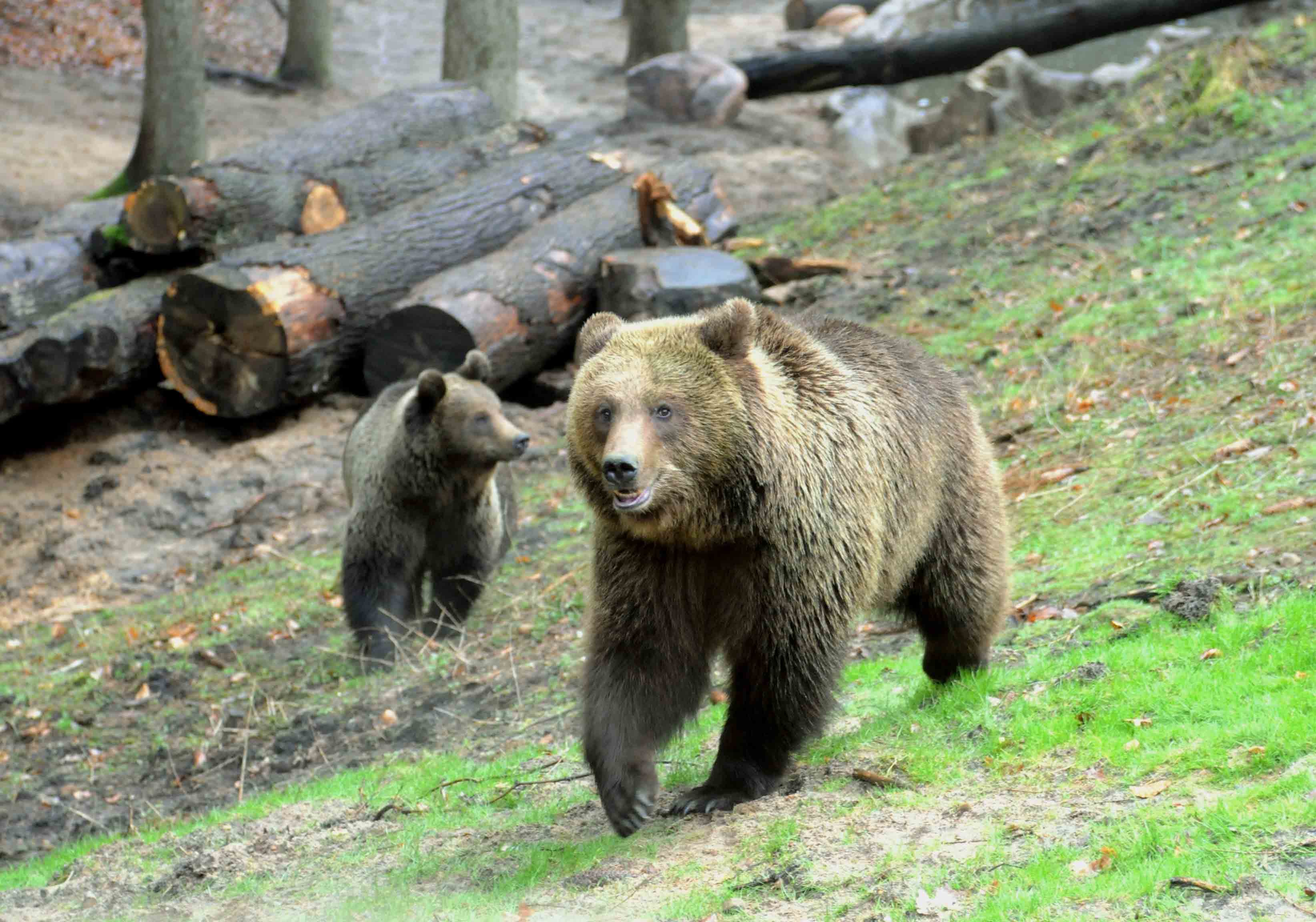 Wildpark Schwarze Berge