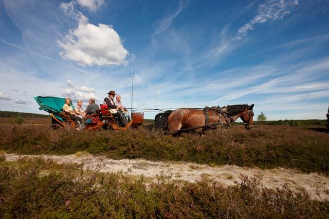 Die Qualitätskutscher Lüneburger Heide machen tolle Kutschtouren
