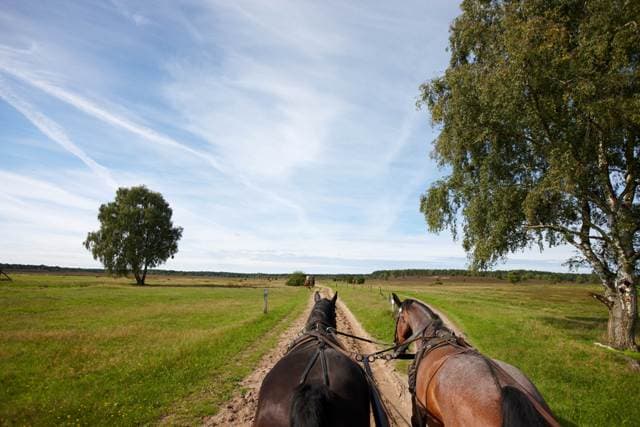 Kutschfahrten mit den Heide Kutschern sind tolle Fahrten