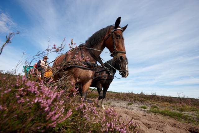 Eine Kutschfahrt gehört zum Lüneburger Heide Urlaub