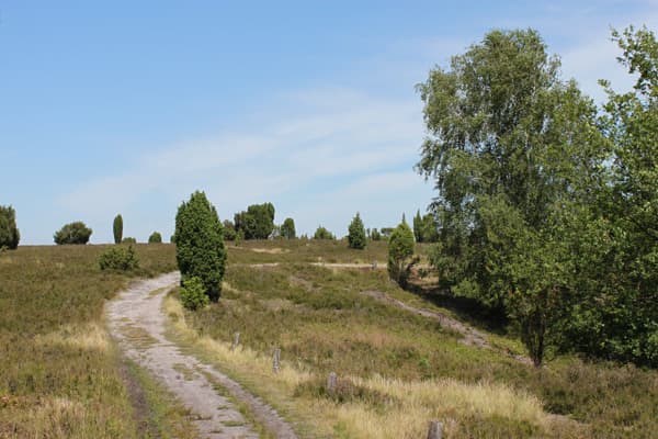 Totengrund,wilseder,berg,lüneburger,heide,heideblüte,naturschutzgebiet,naturpark,lueneburger,heide,urlaub,wandern,kutsche,kutscher,kutschfahrt,heidebluete