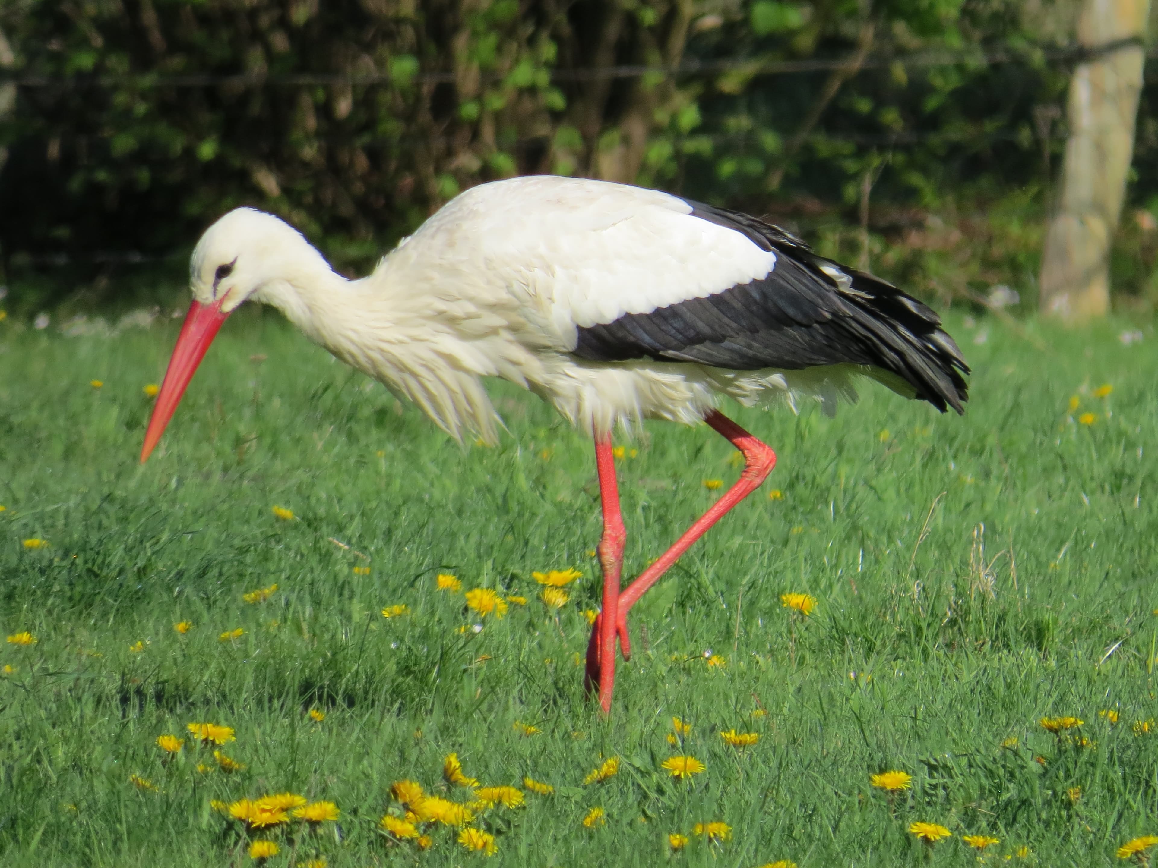 Storch auf Futtersuche