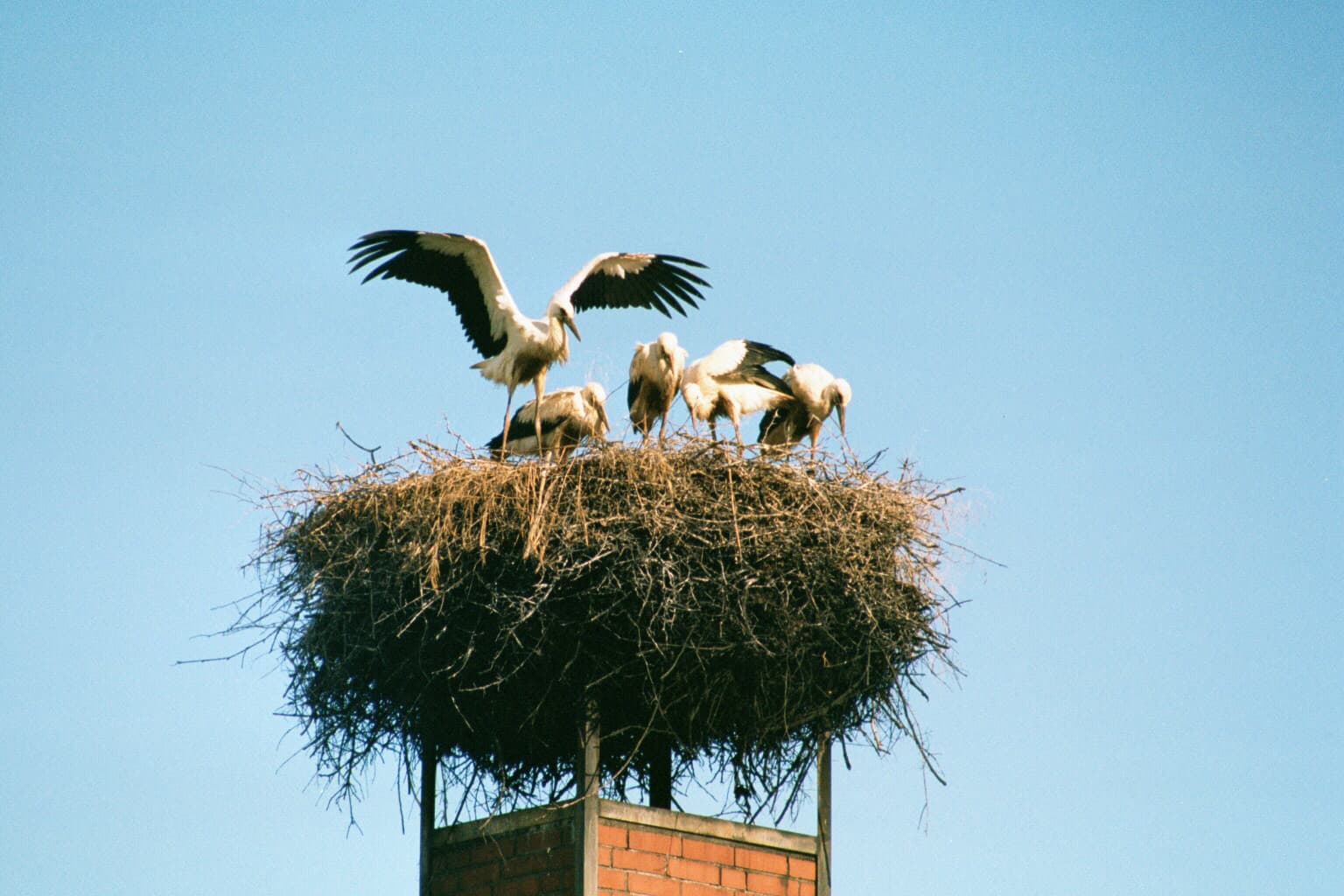 storch lüneburger heide