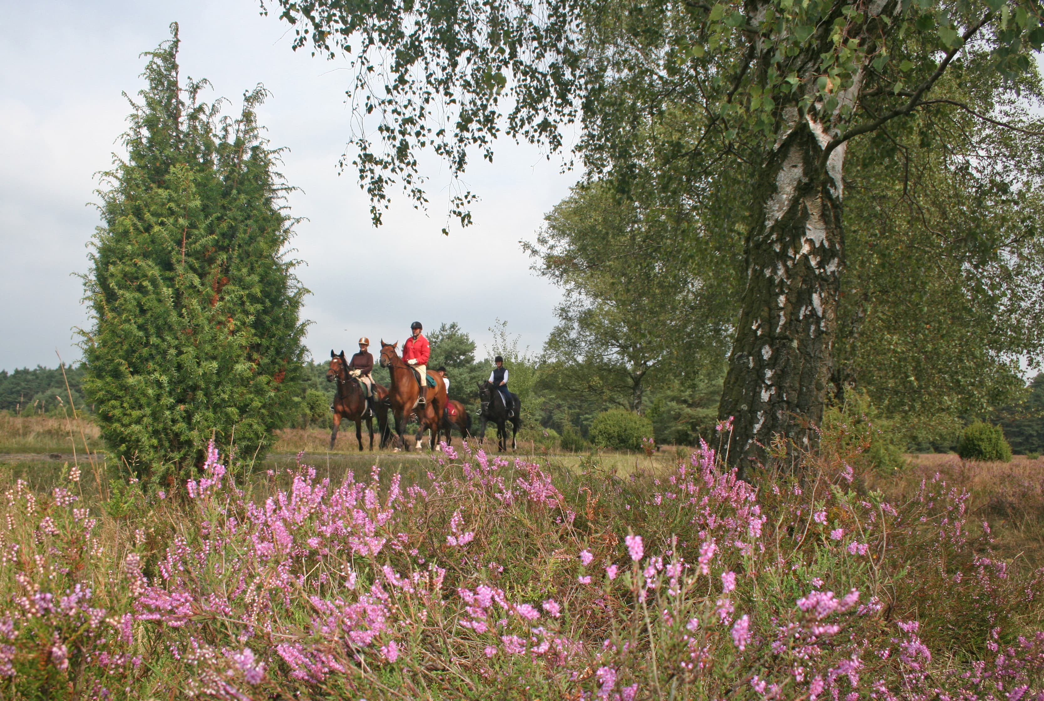 vier Reiter in der Natur