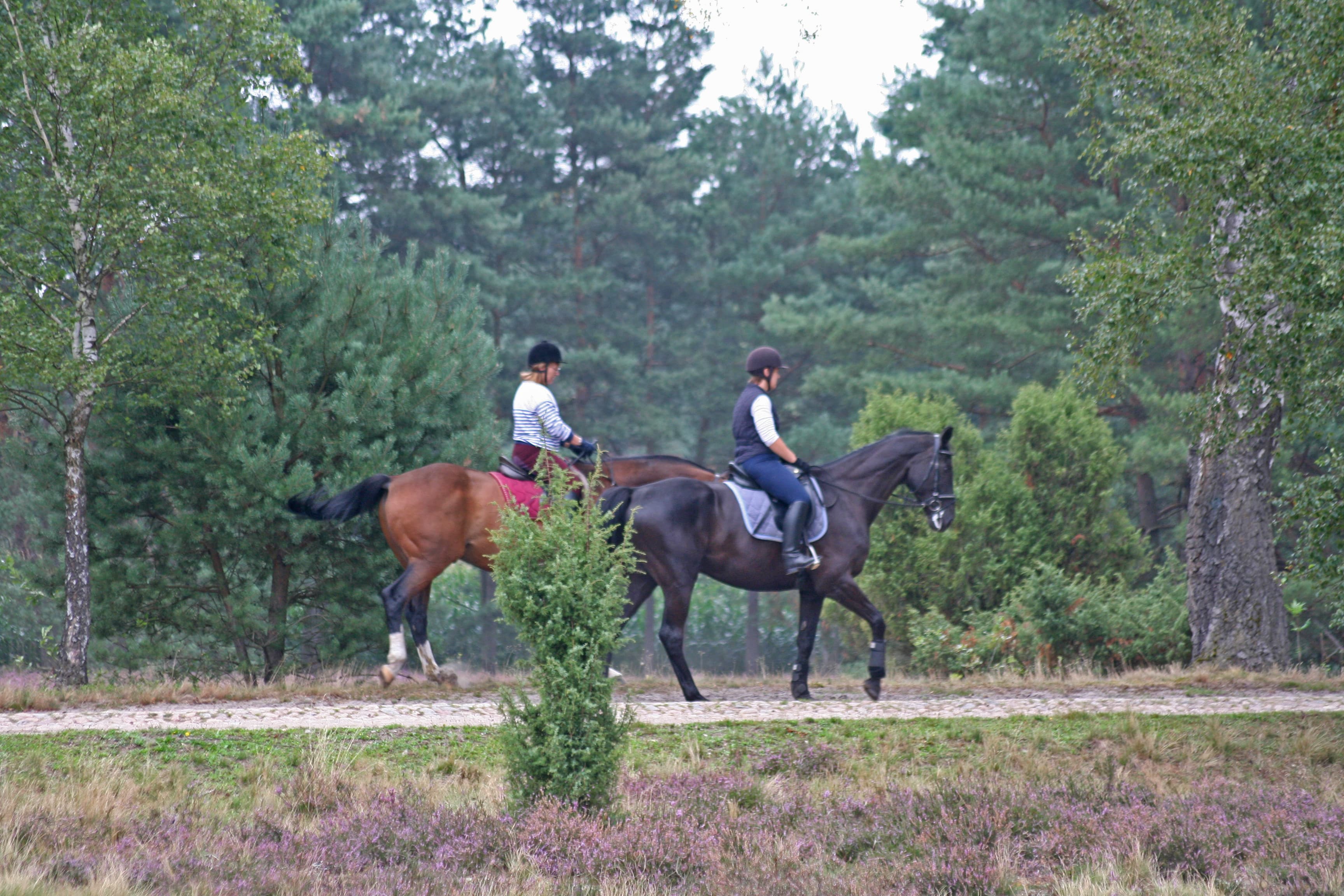 Reiten Naturpark Südheide