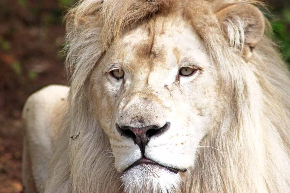 Serengeti Park Hodenhagen