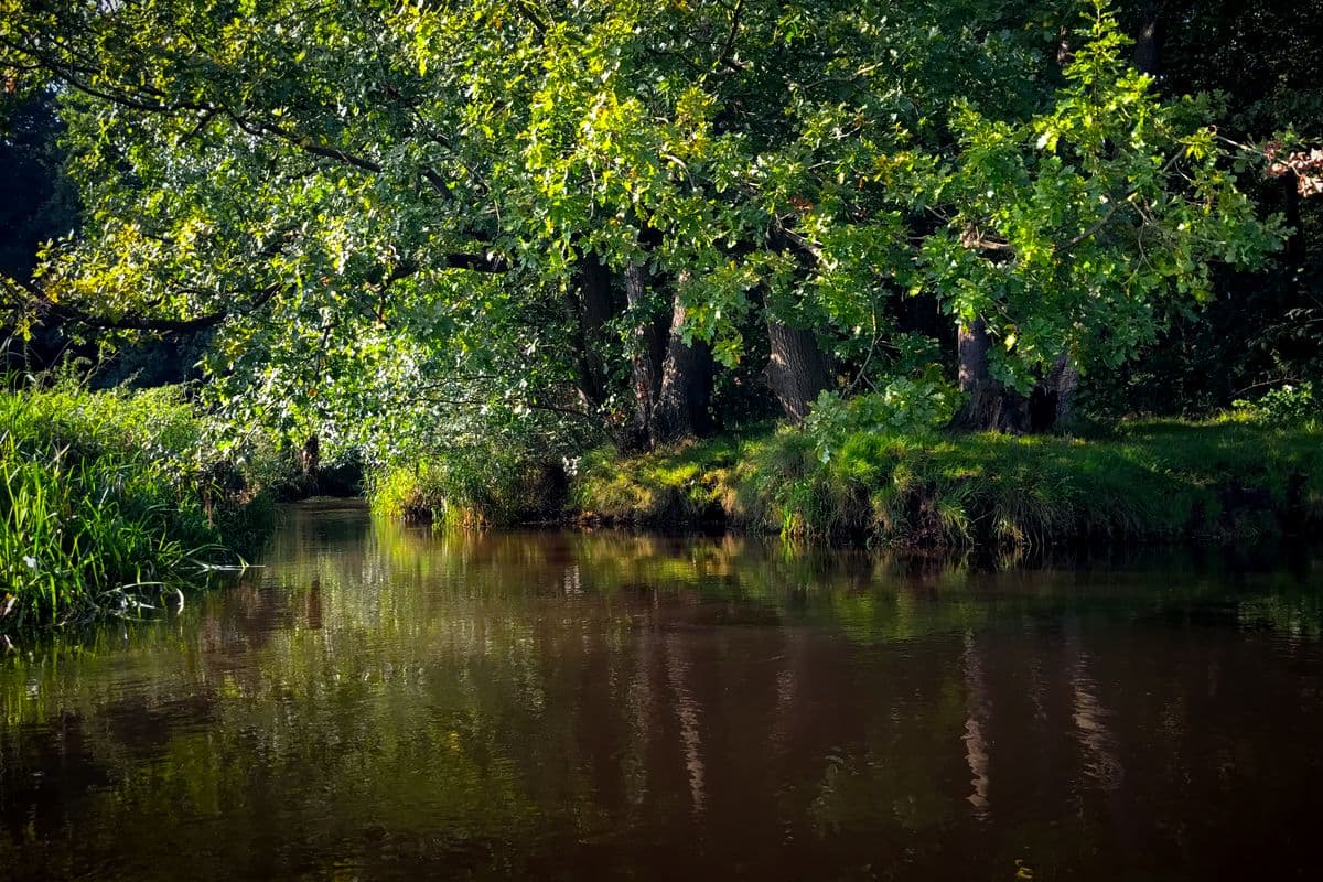 Heidefluss Örtze Südheide