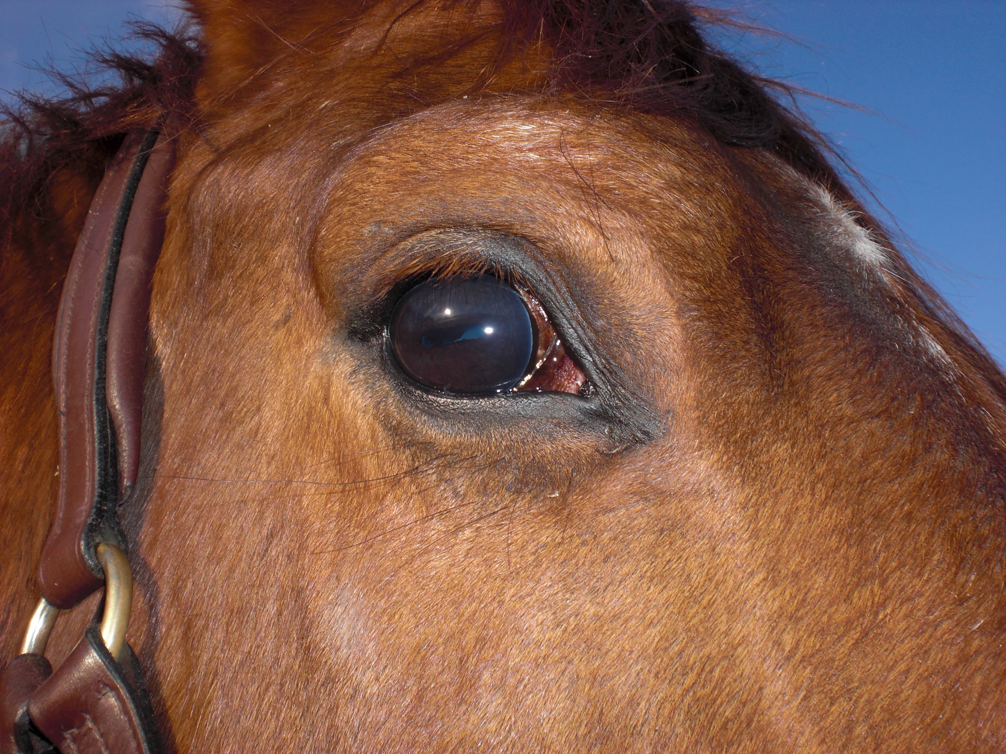 Nahaufnahme eines Pferdeauges