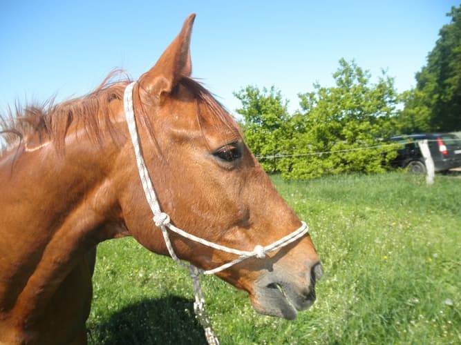 Pferd mit Knotenhalfter