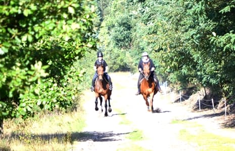 Flotter Galopp durch die Heide. Super Sandwege laden zu kleinen Wettrennen ein.