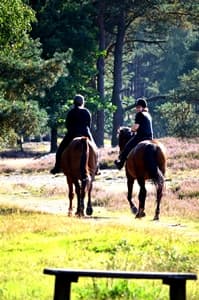 In der blühenden Heide reiten. Ein Traum!