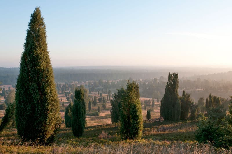 urlaub,lüneburger,heide,lüneburg,celle,uelzen,soltau,bispingen,hotels,hotel,ferienwohnung,ferienwohnungen,pension,bauernhof,familie,heidepark,vogelpark,serengeti,wildpark,snow,dome,egestorf,undeloh,kutsche,kutschfahrt,radweg,wandern,karte,camping,reiten,hund