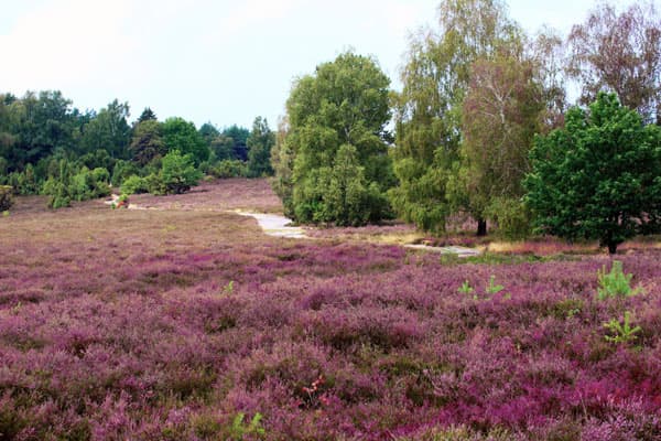 Südheide Naturpark Lüneburger Heide