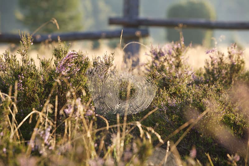 urlaub,lüneburger,heide,lüneburg,celle,uelzen,soltau,bispingen,hotels,hotel,ferienwohnung,ferienwohnungen,pension,bauernhof,familie,heidepark,vogelpark,serengeti,wildpark,snow,dome,egestorf,undeloh,kutsche,kutschfahrt,radweg,wandern,karte,camping,reiten,hund