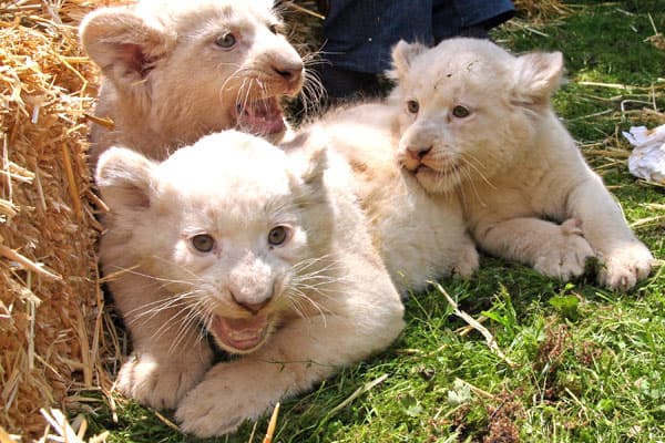 Serengeti,park,hodenhagen,lüneburger,heide,erlebnispark,freizeitpark,zoo,tierpark