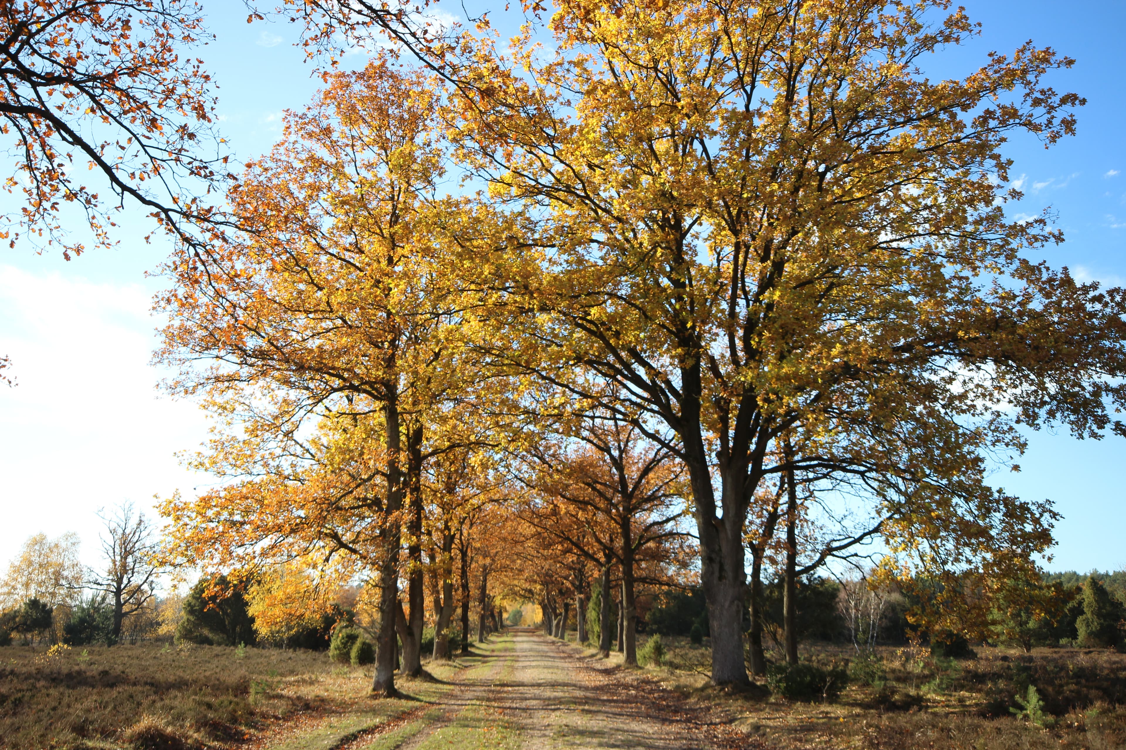 Egestorf, Sudermühler Heide, Herbstliche Baumallee